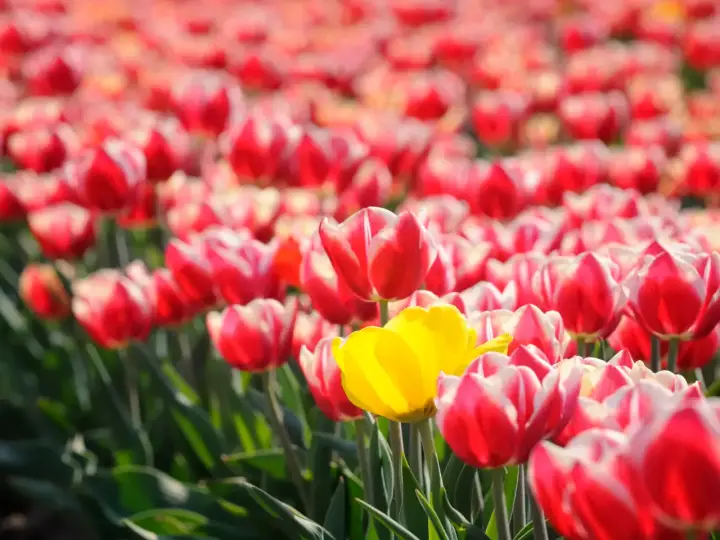 A yellow flower is alone in a field of red